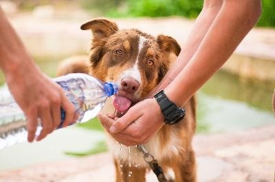 Hund der Wasser trinkt